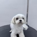 멍발머리 이미지