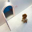 베이비댕 이미지