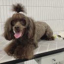 쁘띠꼬미