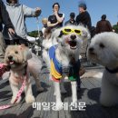 VIP펫