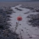 꽃하나 - 동두천시 지행로 118 | 꽃하나