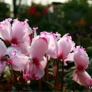 인간과허브 이미지