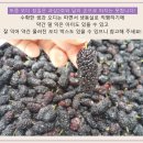 뽕나무 열매 햇오디 수확 직거래10kg(4일)19:30/최고가1인 이미지