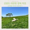영목장 | 강원도 대관령 양떼 목장(24개월 아이와 방문 후기)