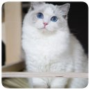 랙돌캐터리알렉산더돌스