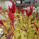 아마란스 이미지