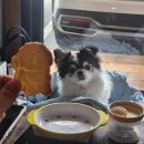 멜팅슬로우(Melting slow) | 9년차 로컬 pick! 하남 미사 애견동반 카페 정복기① 멜팅슬로우:라떼·분위기 다 잡은 브런치 맛집