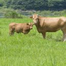 우리소 한우농장 이미지