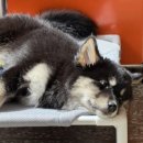 경의 | 내돈내산 유기견카페 포인핸드 경의숲점 웨이팅 후기