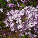 수수꽃다리 이미지