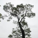 서산해미읍성회화나무 이미지