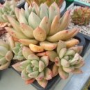 대련농장 이미지