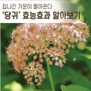 🌱 여성을 위한 당귀효능 7가지“ 이미지