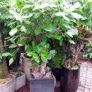 일흥꽃집 이미지