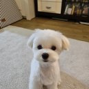 온새헤어 네이버블로그