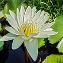 - 수련, White pond lily 이미지