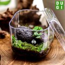 테라리움 이미지