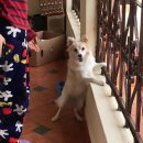 야야 민박 이미지