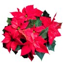 댕스기빙데이 이미지