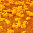 은혜커농장 이미지