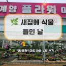 황어로 | 계양플라워마트 후기｜새집 입주 후 거실 화분, 뱅갈고무나무·파키라 데려온 날