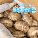 6880 | 버섯요리 고민될 때 도담 생표고버섯 반찬거리 활용 후기