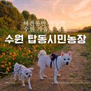 애견가을농장 이미지