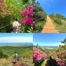 생각의 오름 | 4월 제주도 여행 제주 다랑쉬오름 소요시간 난이도 솔직 후기