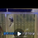 부천크로우