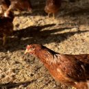 생담원농장 이미지