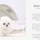 댕댕이와냥이의펫스토리 | 호평고양이분양 이만한곳이 없다고들해~