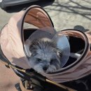 아이러브 동물병원 | 수원 아이러브동물병원 슬개골 수술 당일 ~ 이후 후기