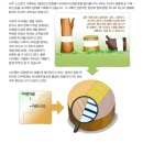 나이테