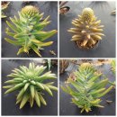 이산농장 이미지