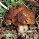 Gyromitra esculenta- 마귀곰보버섯 이미지