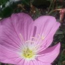 여름꽃농장 이미지