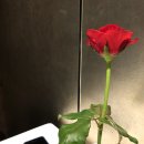 대려도 이미지