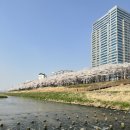 안양천 | 철산역 안양천 벚꽃 명소 후기｜가산디지털단지역 산책 코스 추천