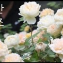 로자리안 이미지