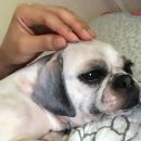 개이쁘개 이미지