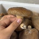 황가네농장 | 강원도 영월 황가네 무공해 햇 생 표고버섯 700g | 다양한 버섯요리