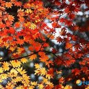 치악산약국 이미지