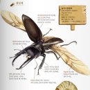 ○부록○ 곤충|사슴벌레 44.[힘내라, 넓죽이!] 이미지