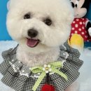 순댕이샵 이미지