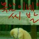 복 이미지