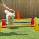 쉐이크테일 강아지 애견 유치원 호텔 미용 이미지