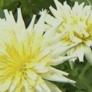 주식회사 민들레 이미지