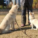 오늘도 신나개 이미지