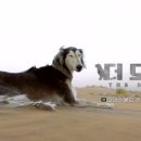 프라임 도그 네이버블로그
