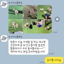 안다켄넬 | 청량리 제기동 애견호텔 도그어스플래닛 -3탄(중형견 호텔링, 비용)